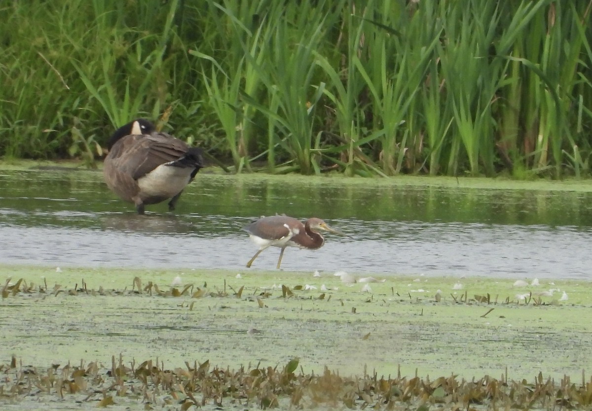 Tricolored Heron - ML622280909