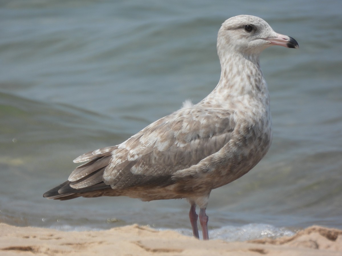 Herring Gull - ML622280910