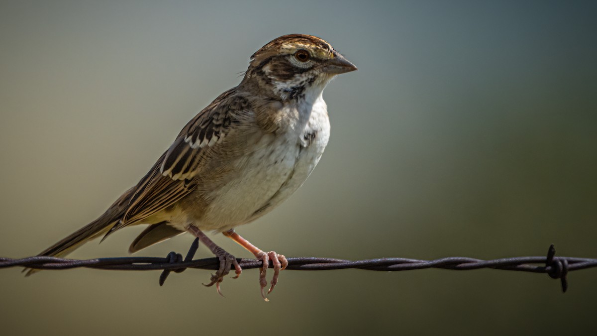 Lark Sparrow - ML622280911