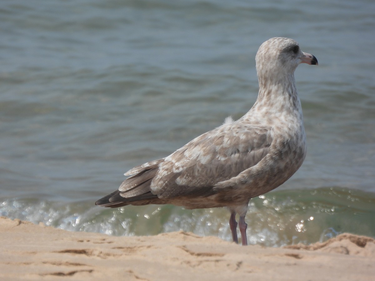 Herring Gull - ML622280913