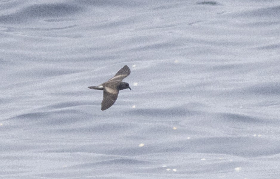 Leach's Storm-Petrel (Chapman's) - ML622280914