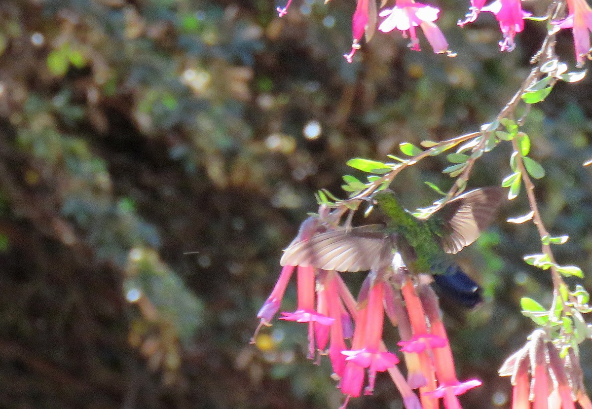 Tyrian Metaltail - Marcelo  Zanotti