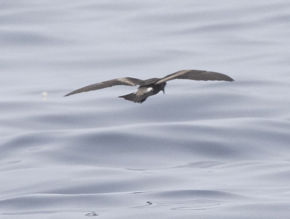 Leach's Storm-Petrel (Chapman's) - ML622280916