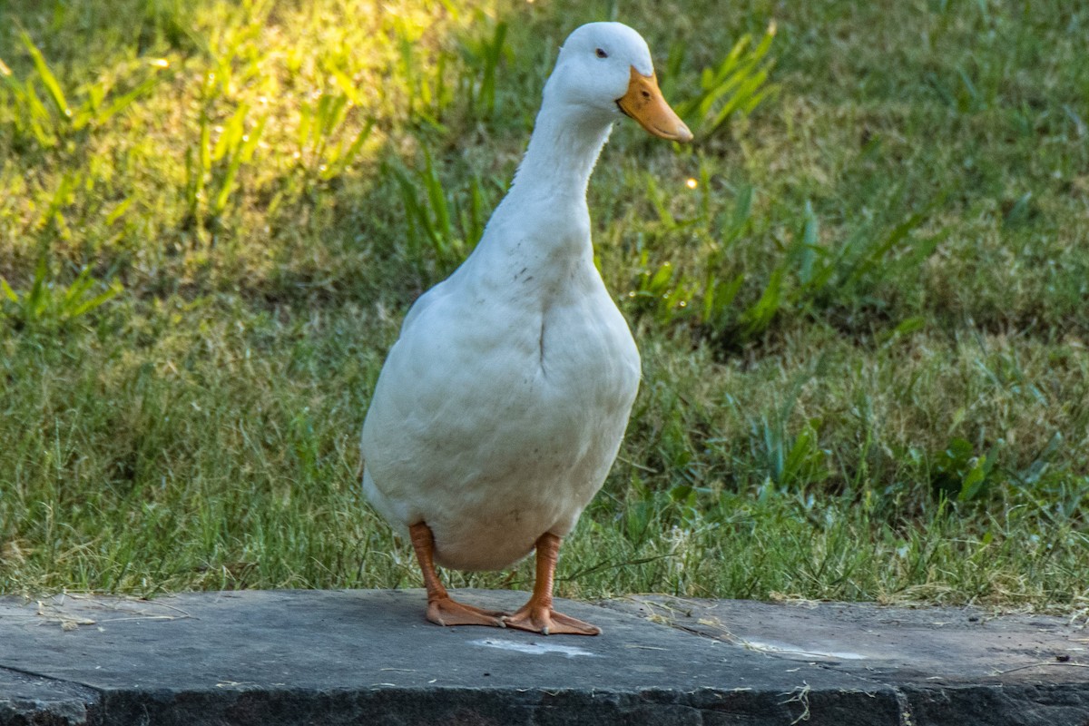 Domestic goose sp. (Domestic type) - ML622280917