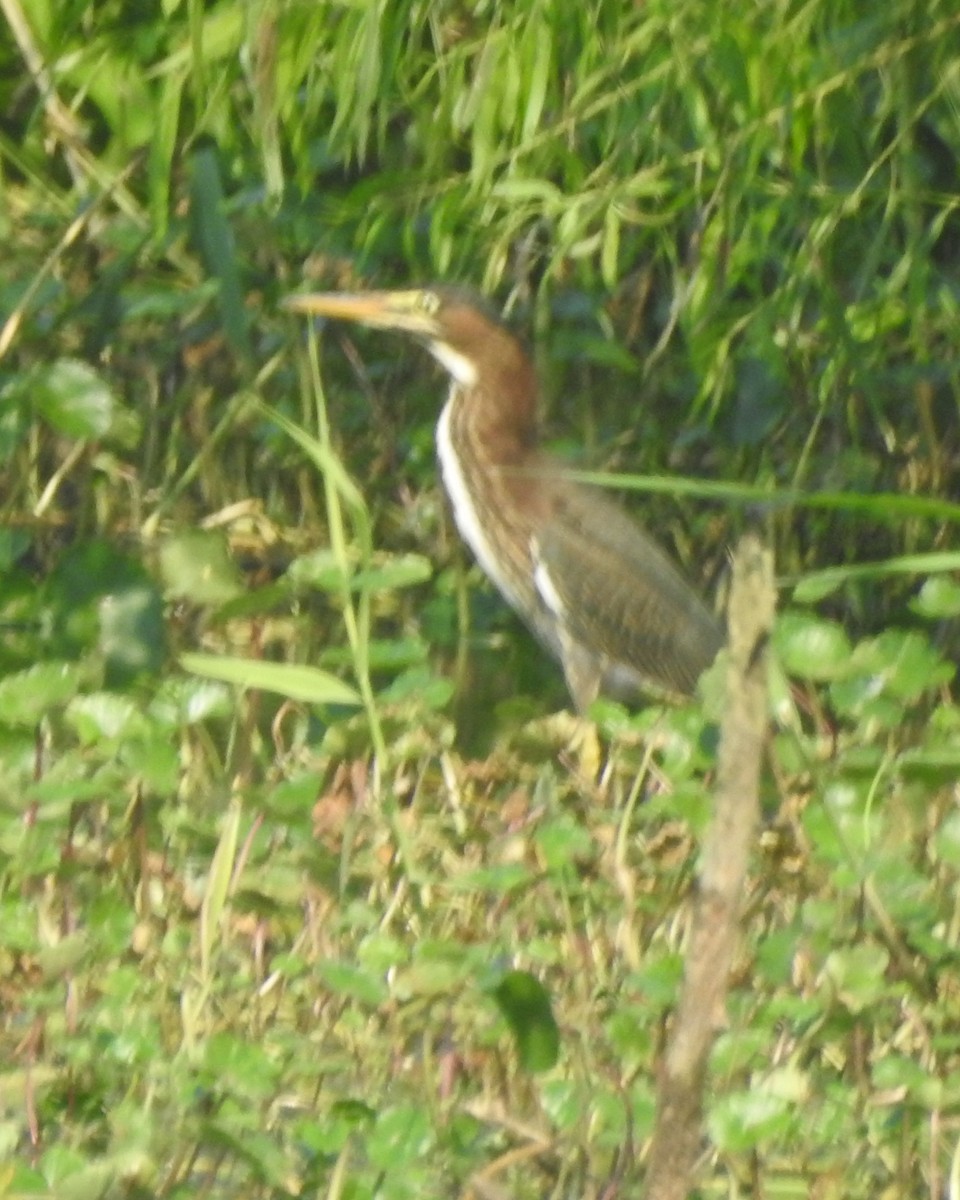 Green Heron - ML622280919