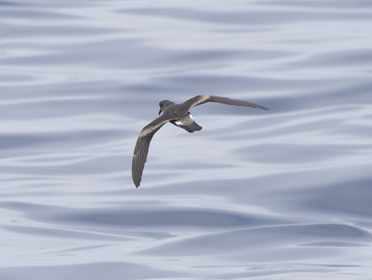 Leach's Storm-Petrel (Chapman's) - ML622280922