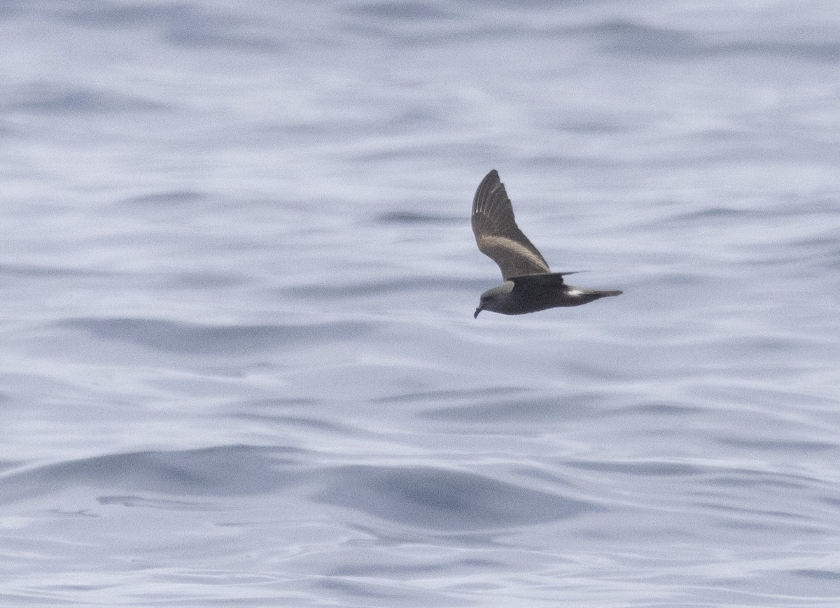 Leach's Storm-Petrel (Chapman's) - ML622280927