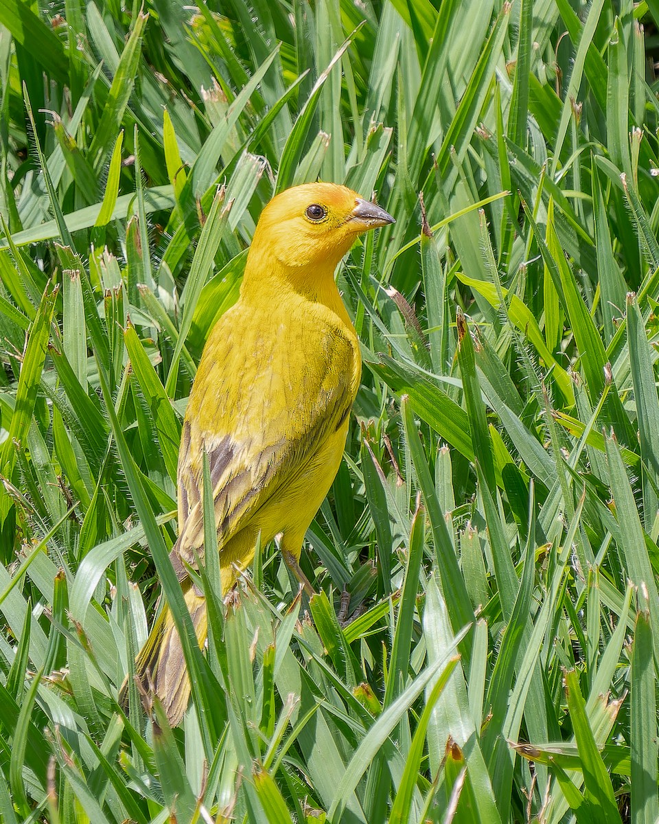 Saffron Finch - ML622280928