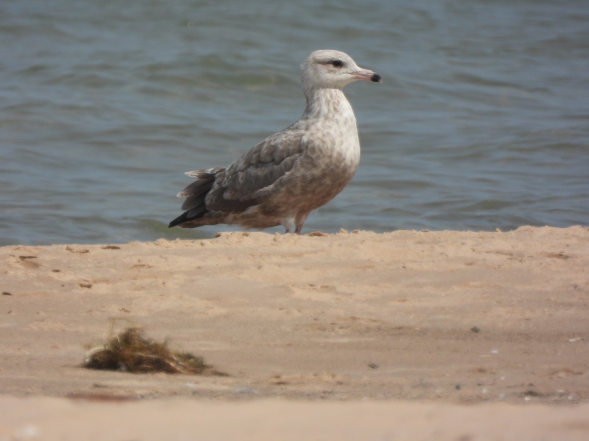 Herring Gull - ML622280929