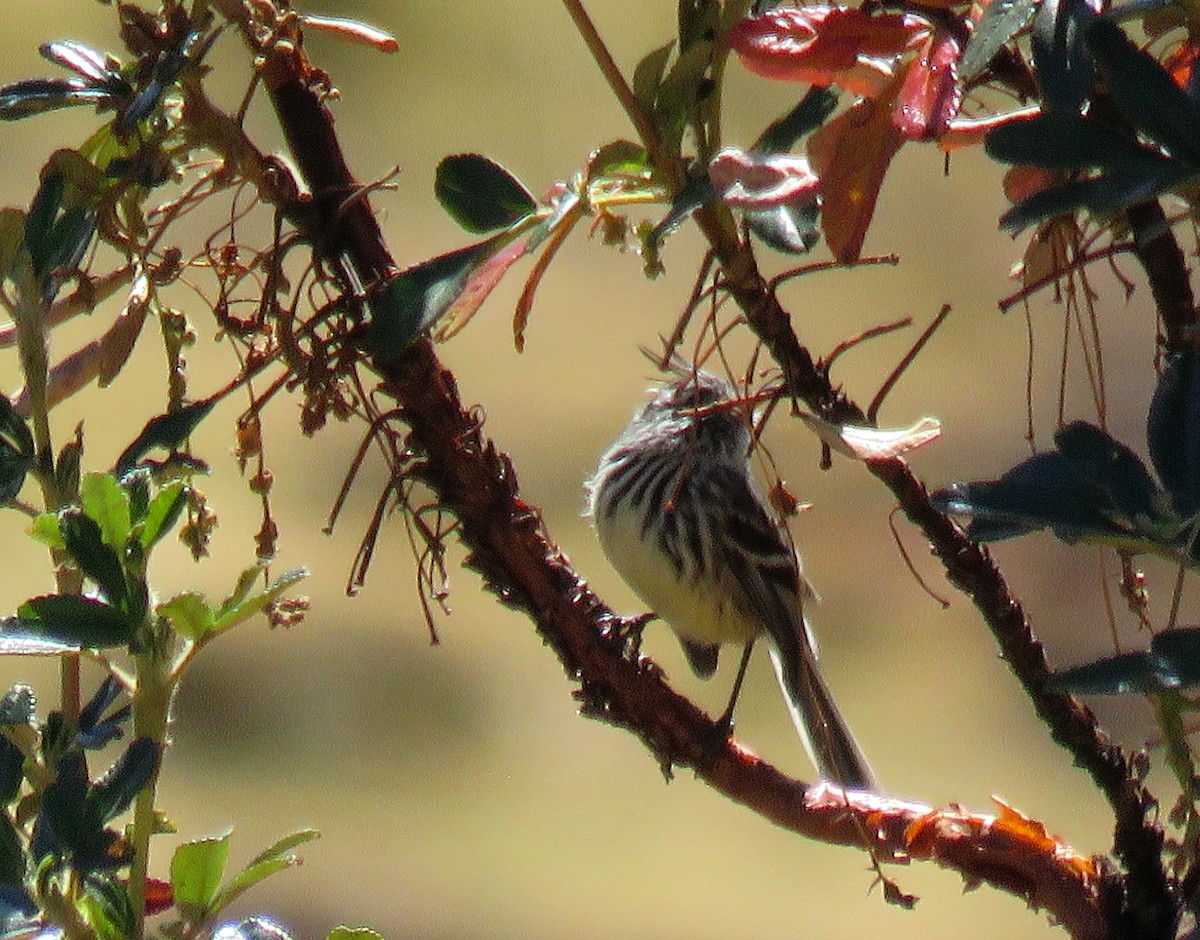 Yellow-billed Tit-Tyrant - ML622280931