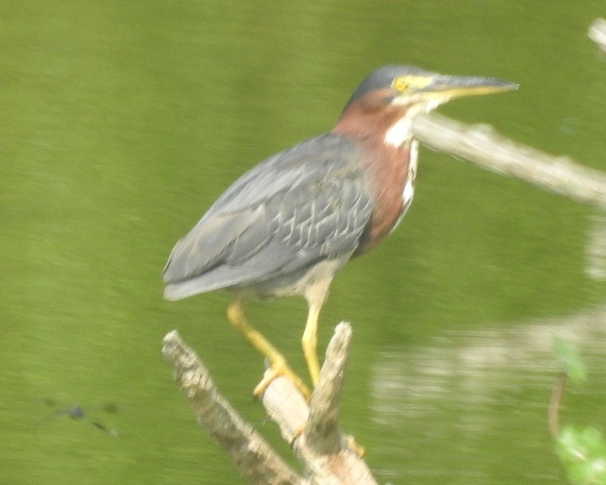 Green Heron - ML622280932