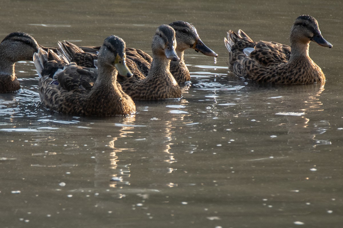 Mallard - Dale Bargmann