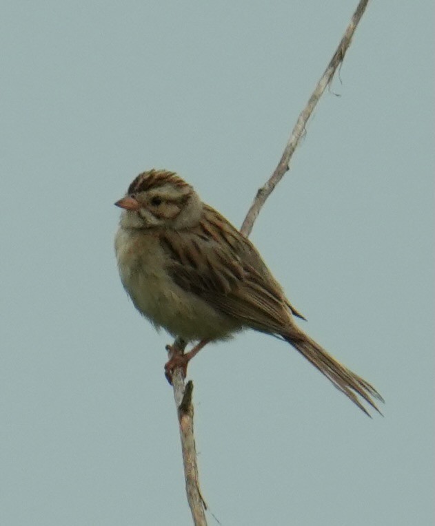 Clay-colored Sparrow - ML622280935