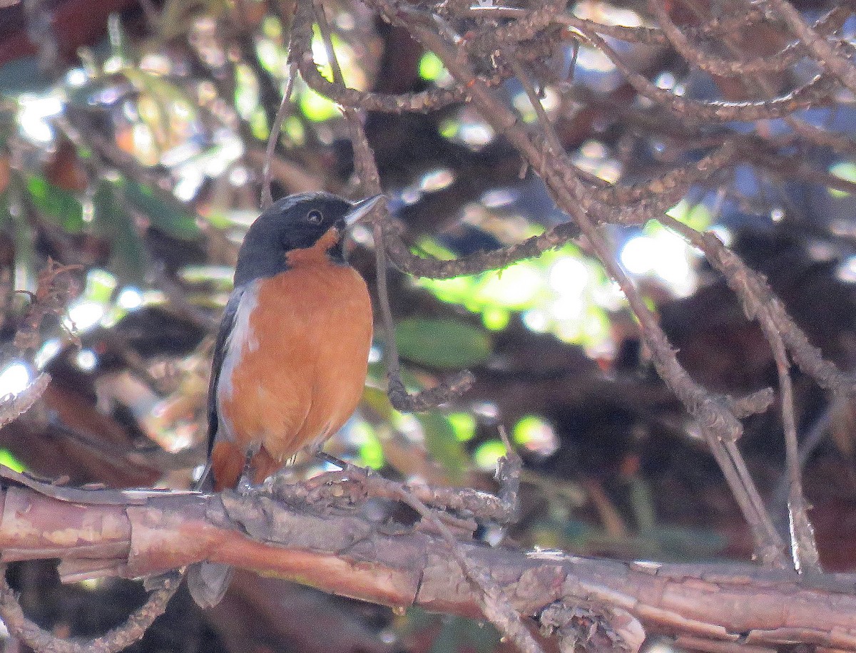 Black-throated Flowerpiercer - Marcelo  Zanotti