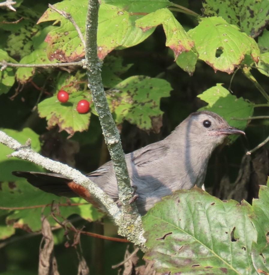 Gray Catbird - ML622281003