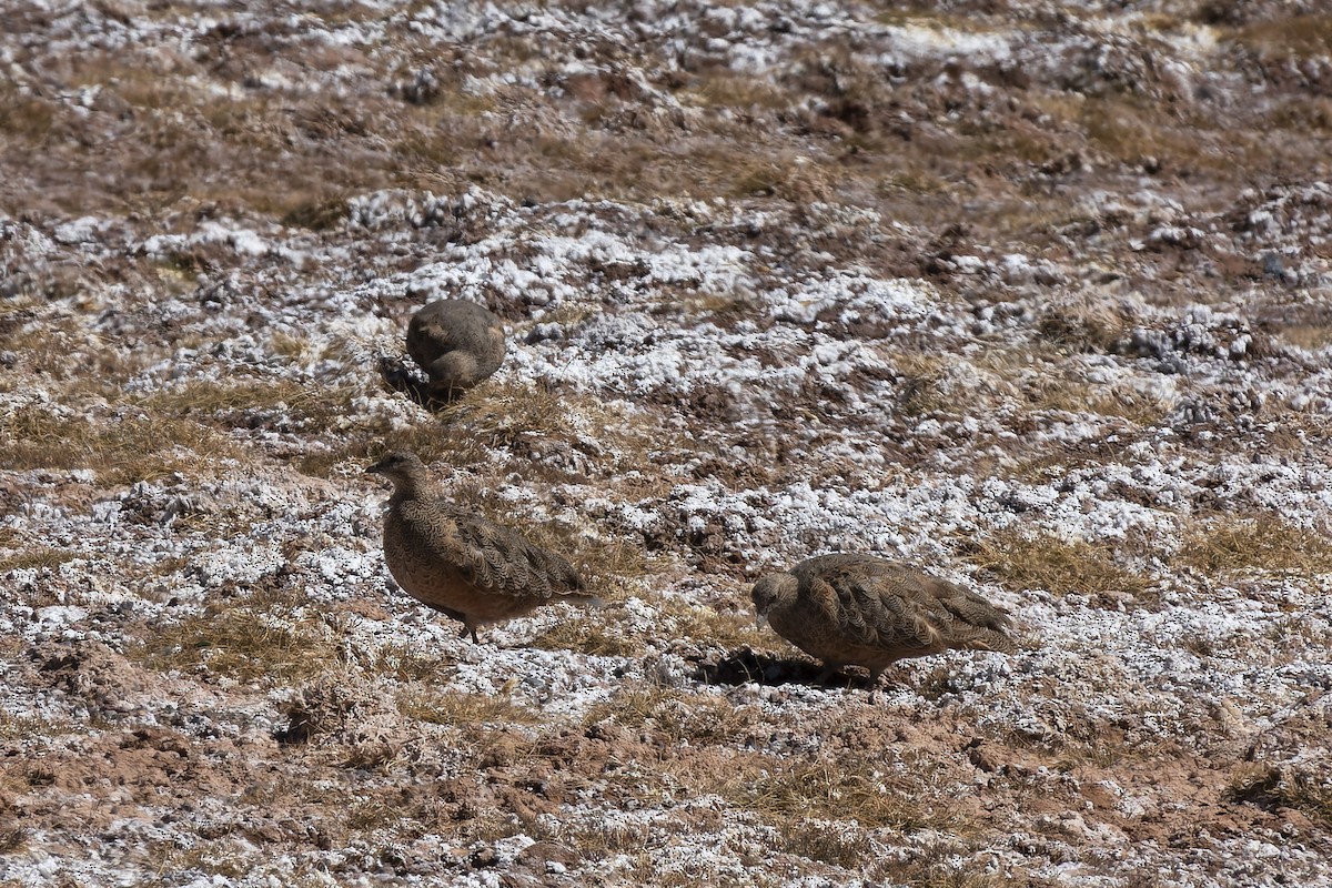 Rufous-bellied Seedsnipe - ML622281032