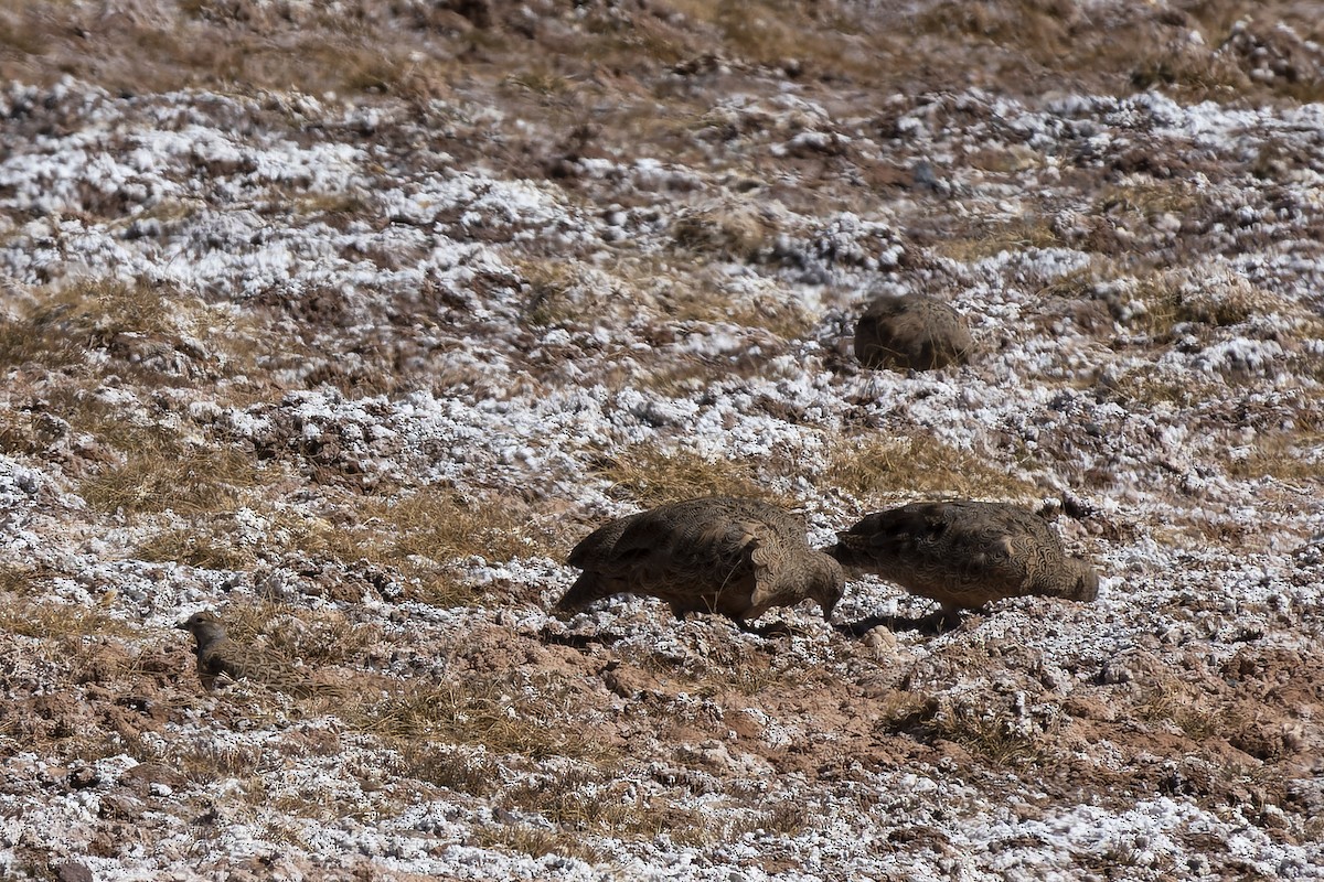 rustrypesnipe - ML622281034