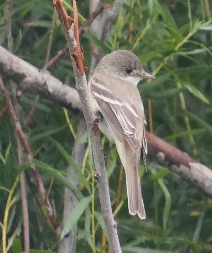 Willow Flycatcher - ML622281049