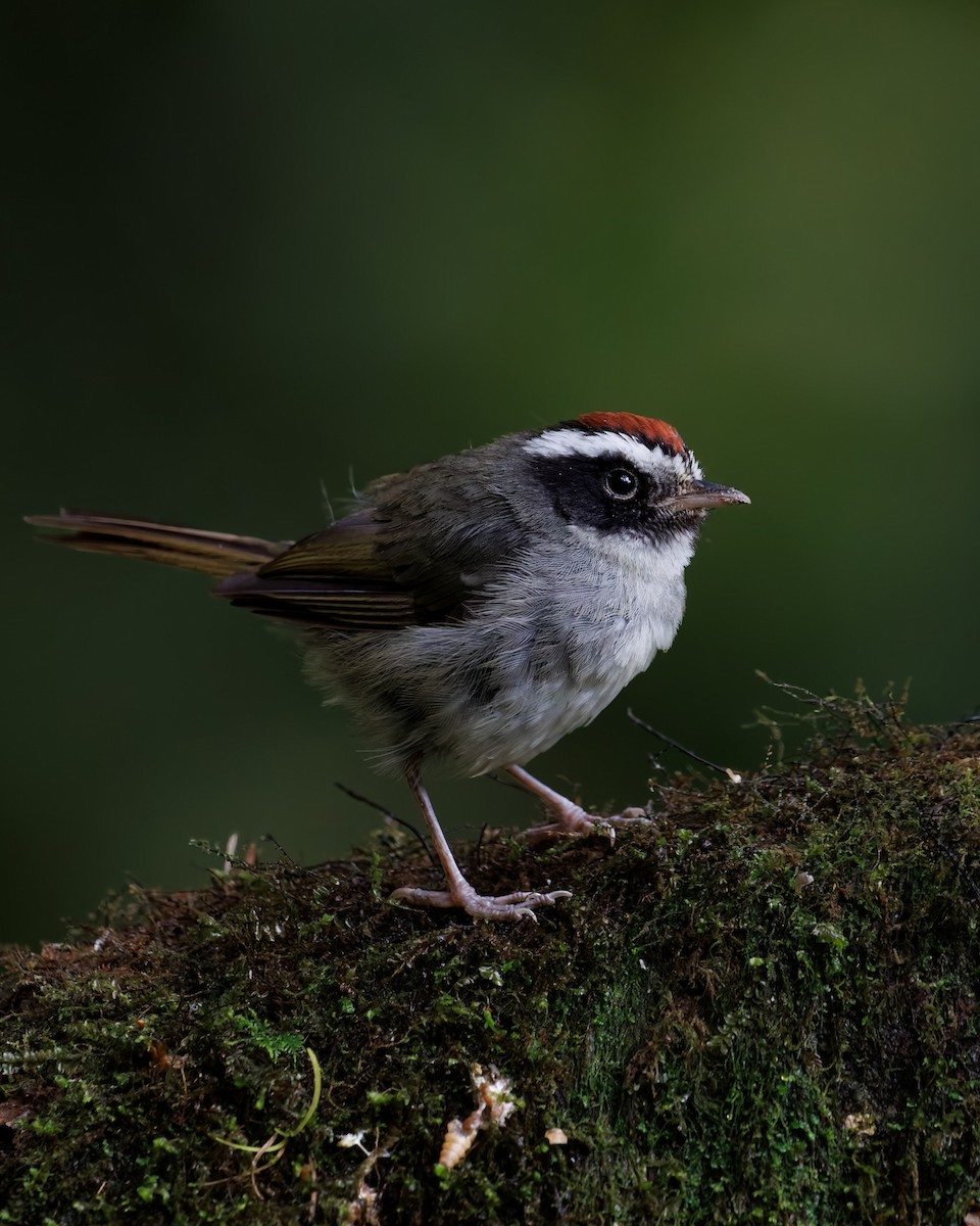 Black-cheeked Warbler - ML622281220