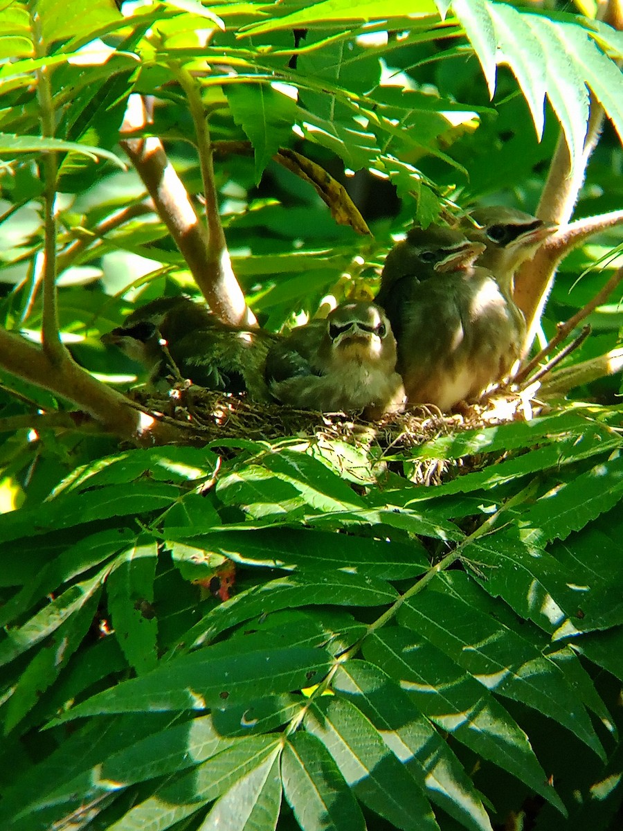 Cedar Waxwing - ML622281239