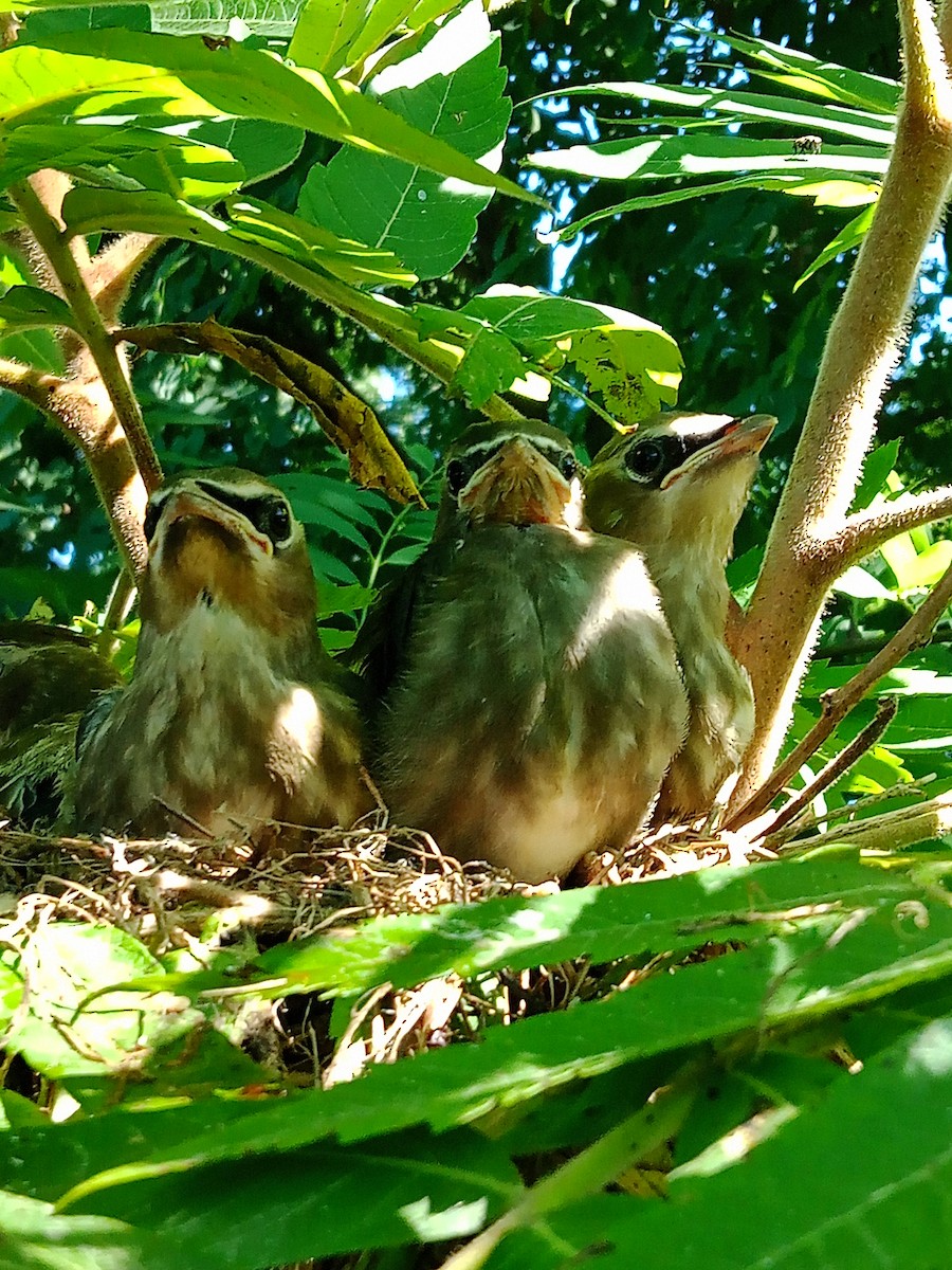 Cedar Waxwing - ML622281240