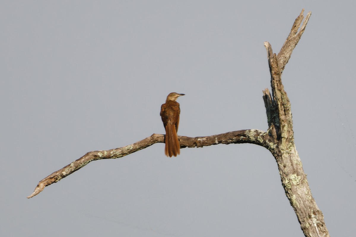 Brown Thrasher - ML622281313