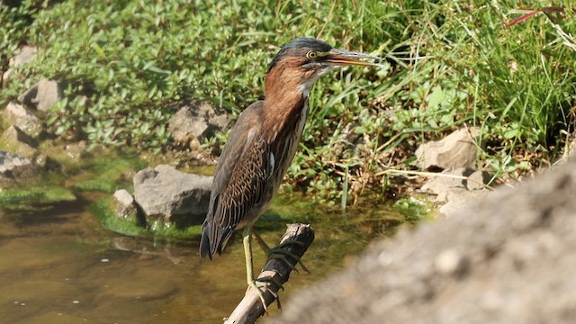 Green Heron - ML622281383