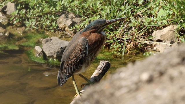 Green Heron - ML622281390