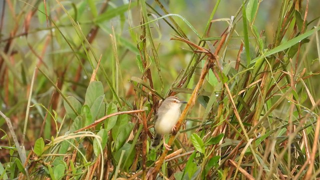 Plain Prinia - ML622281446