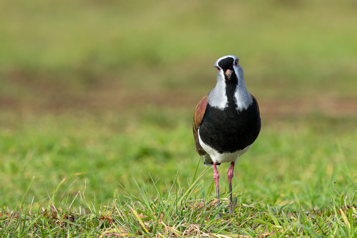 Southern Lapwing (chilensis/fretensis) - ML622281462