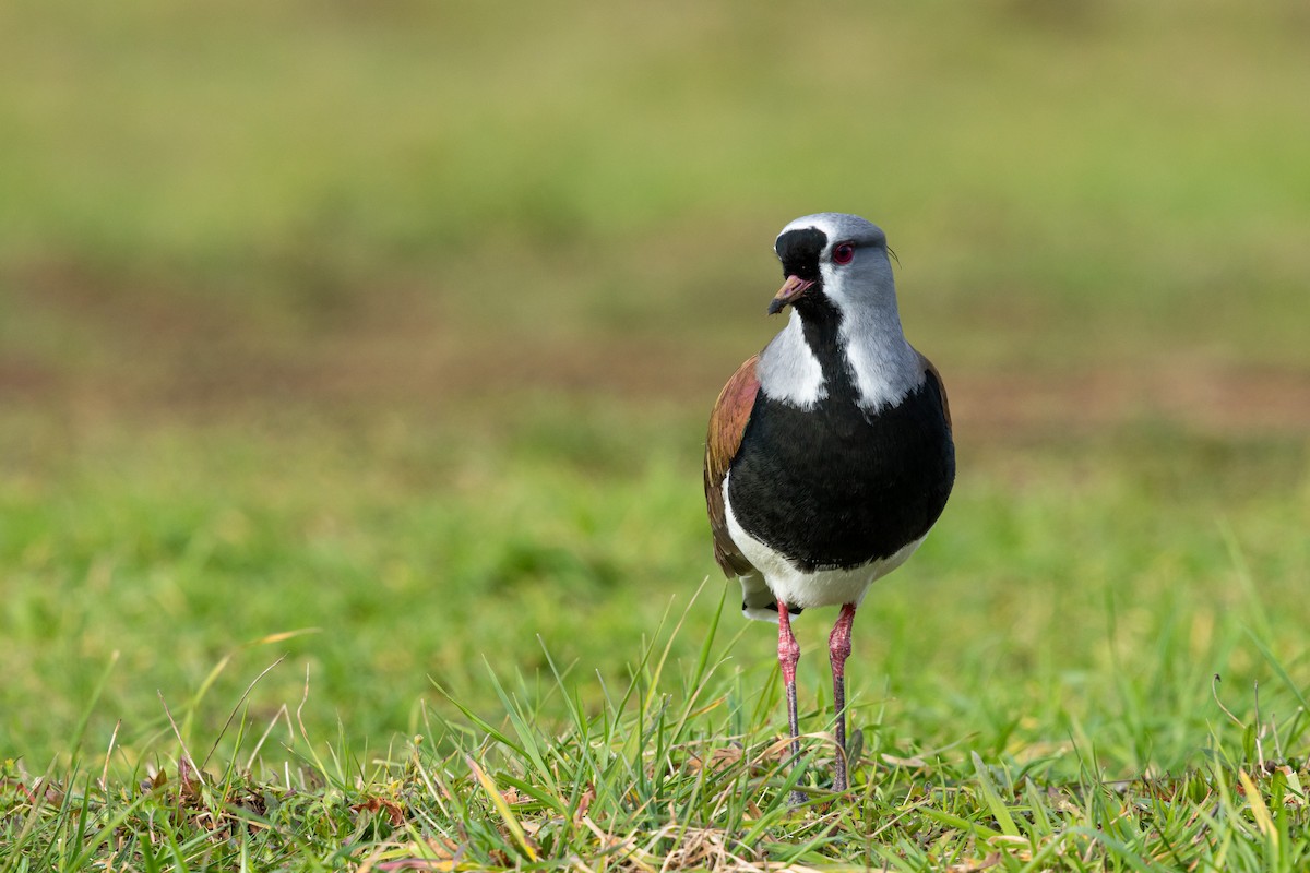 Southern Lapwing (chilensis/fretensis) - ML622281465