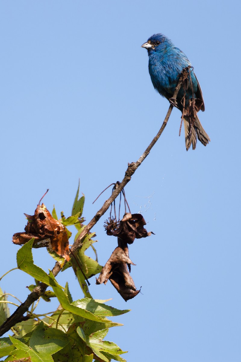 Indigo Bunting - ML622281481