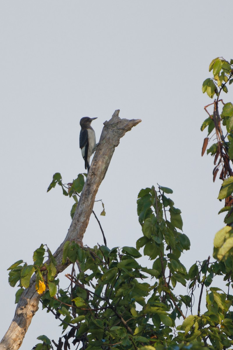 Red-headed Woodpecker - ML622281487