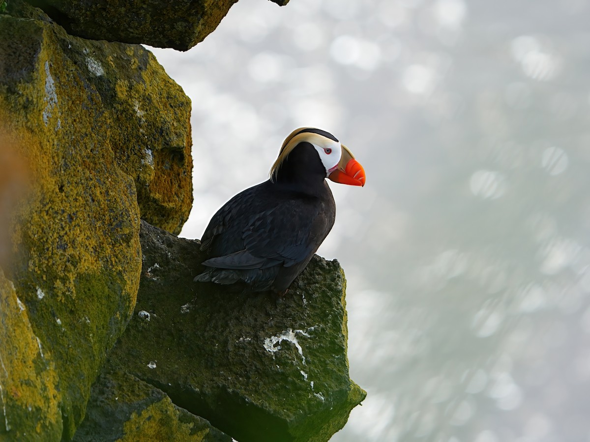 Tufted Puffin - ML622281504