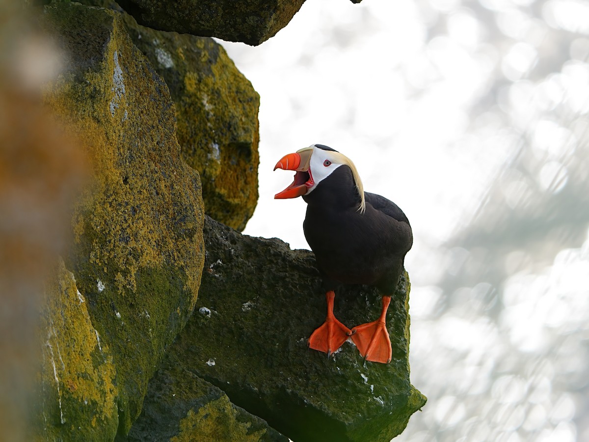 Tufted Puffin - Mei Hsiao