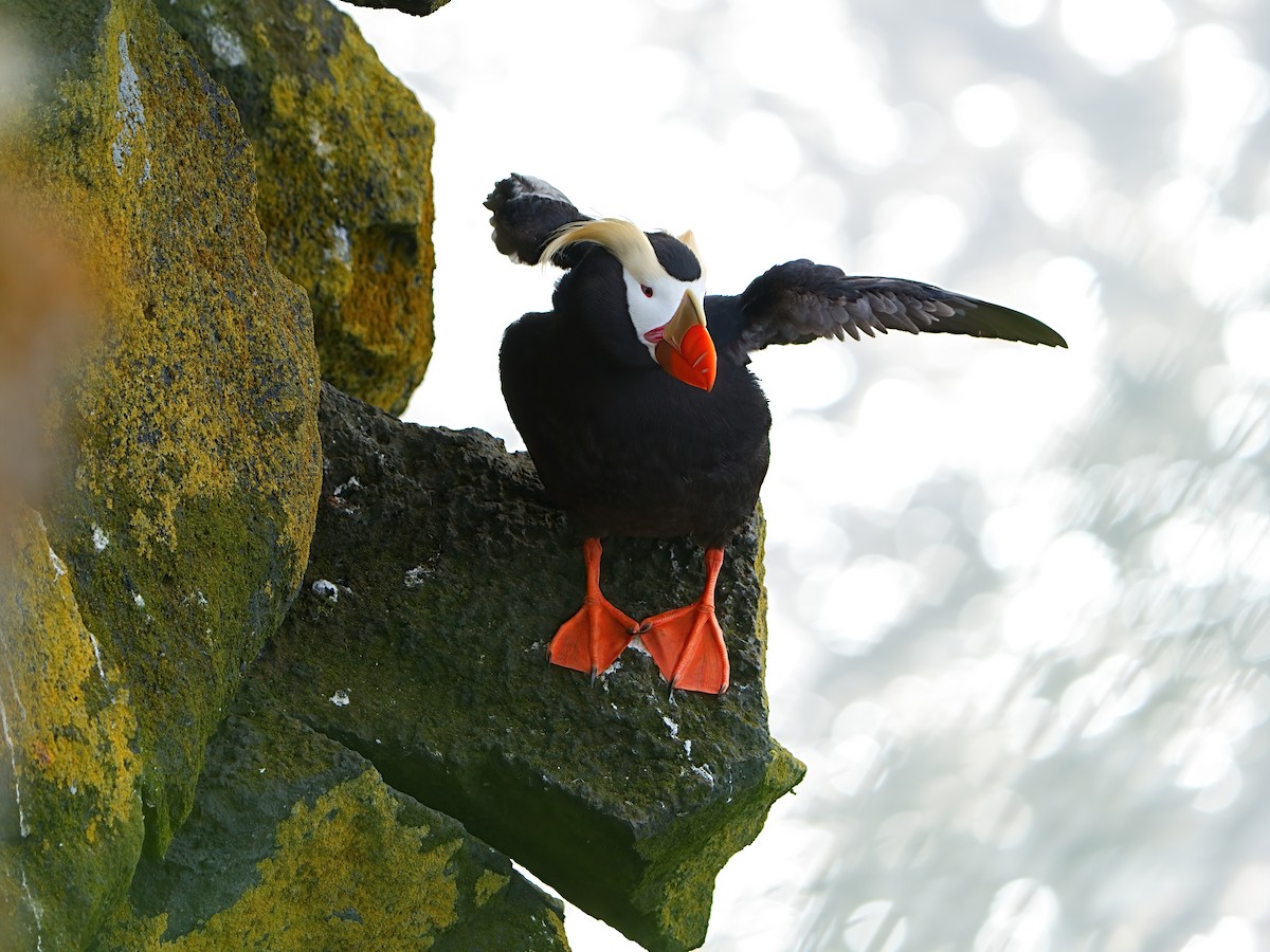 Tufted Puffin - ML622281510