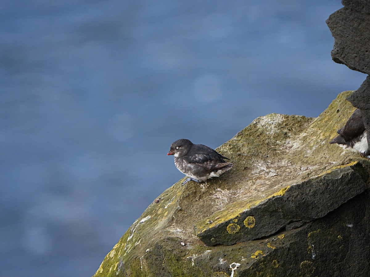 Least Auklet - ML622281526