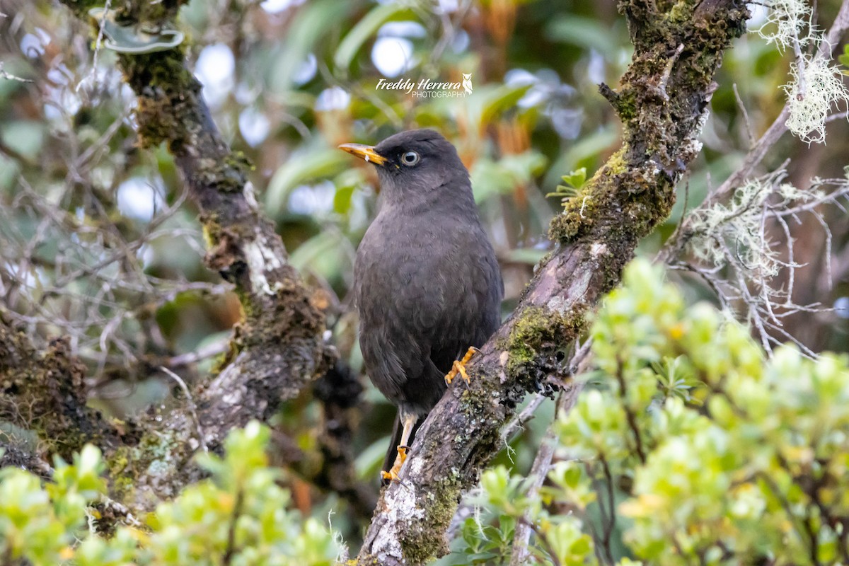 Sooty Thrush - ML622281561