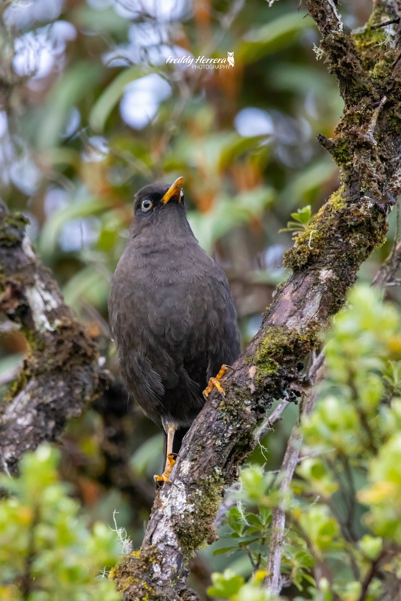 Sooty Thrush - ML622281562