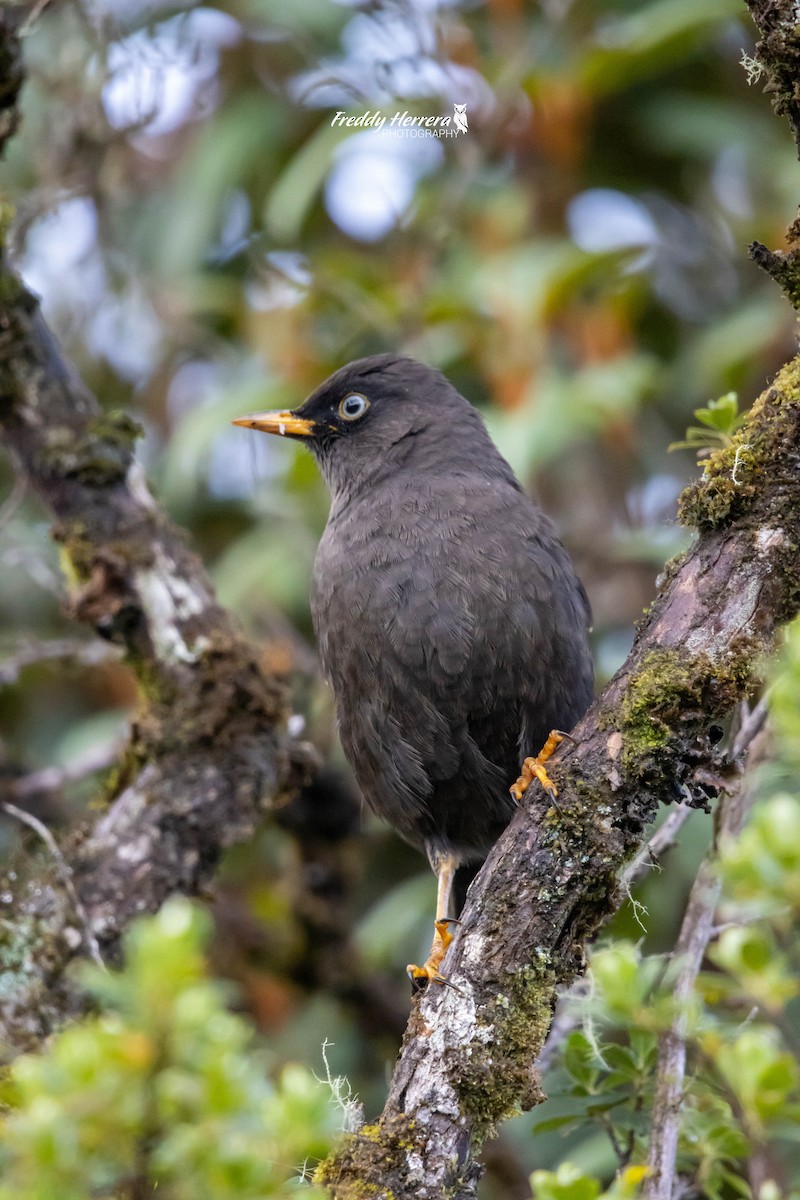 Sooty Thrush - ML622281563