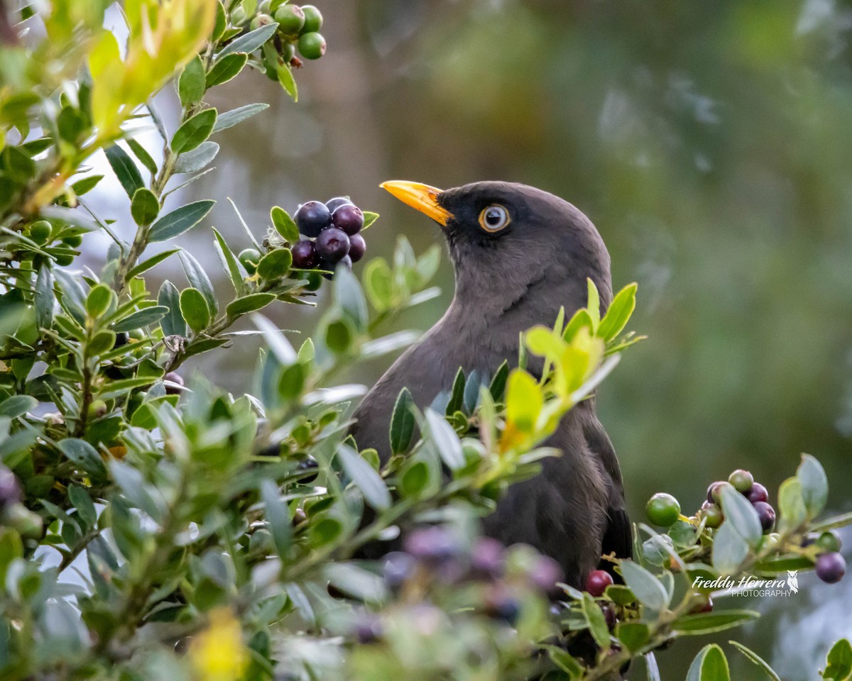 Sooty Thrush - ML622281564