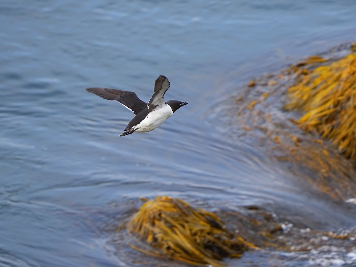 Thick-billed Murre - ML622281569