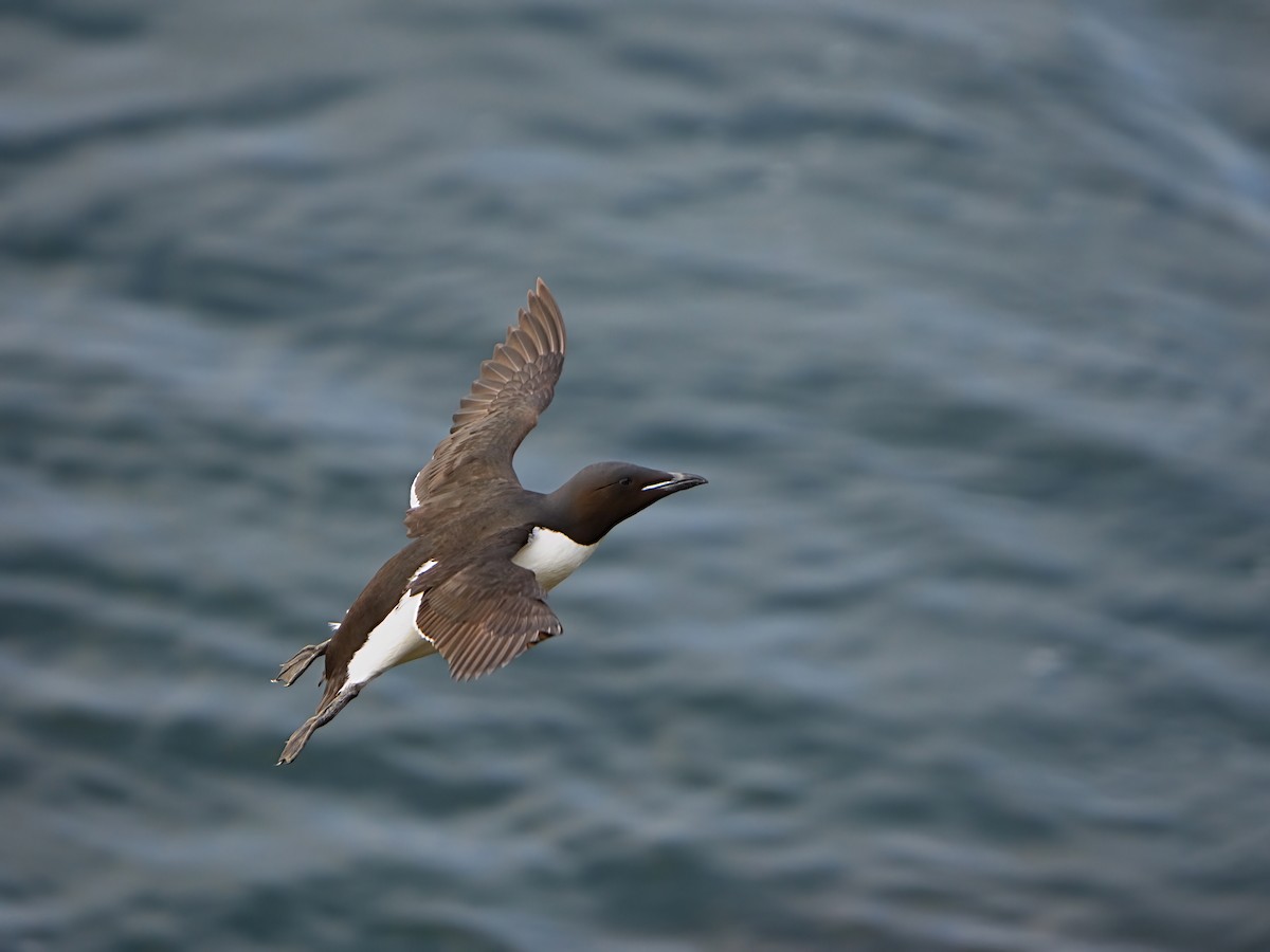 Thick-billed Murre - ML622281585