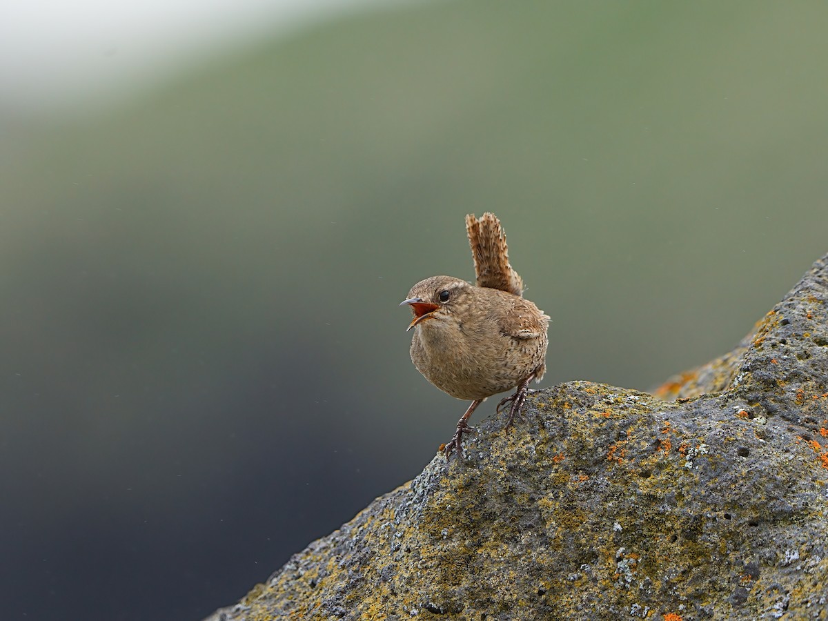 Pacific Wren - ML622281592