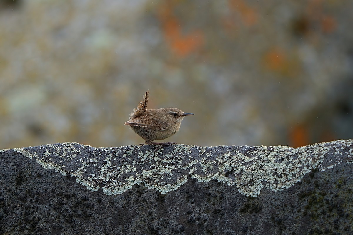 Pacific Wren - ML622281595