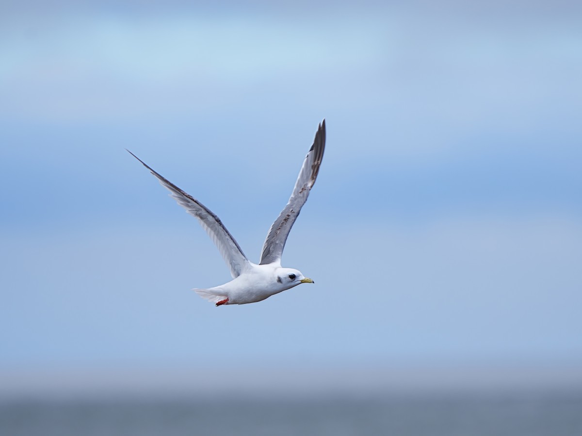 Red-legged Kittiwake - Mei Hsiao