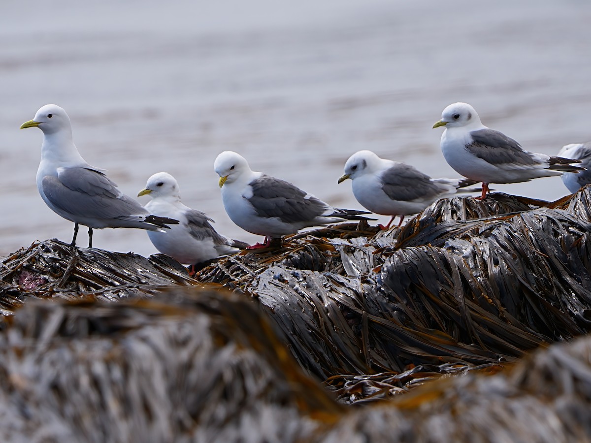 Red-legged Kittiwake - ML622281600