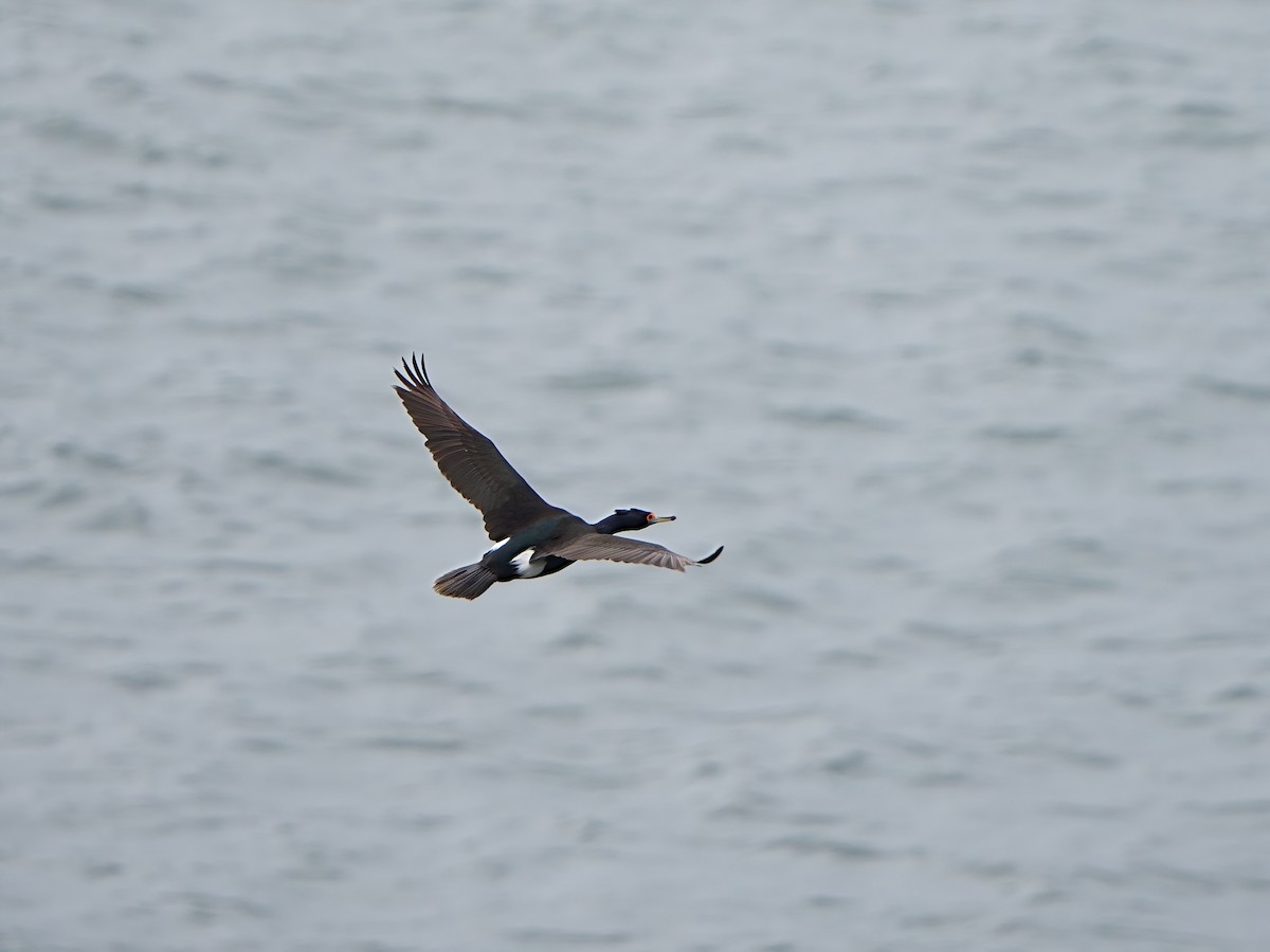 Red-faced Cormorant - Mei Hsiao