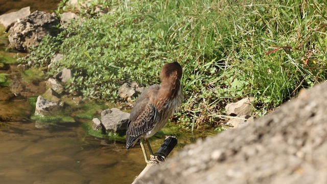 Green Heron - ML622281602