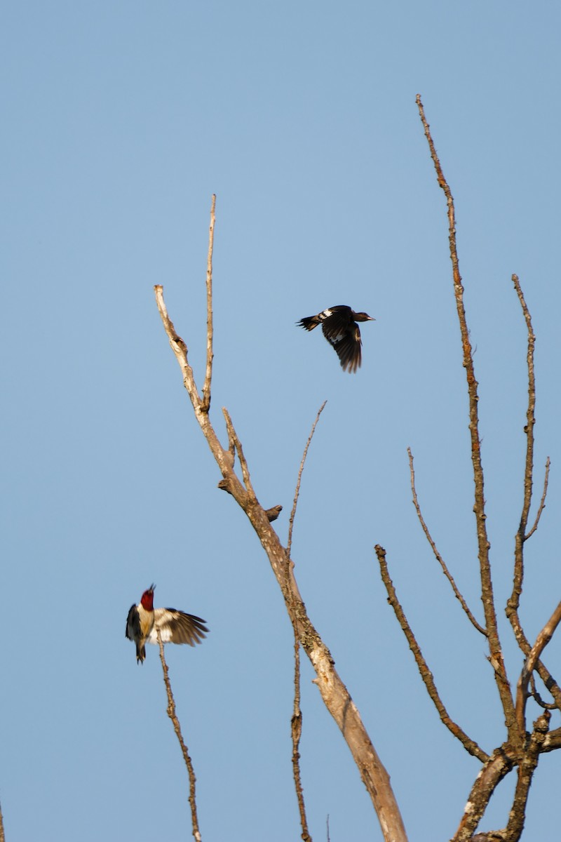 Red-headed Woodpecker - ML622281655